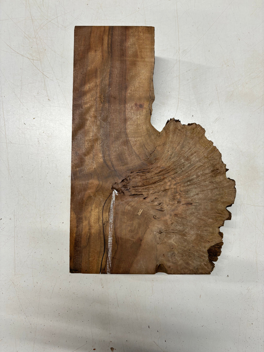 1 Piece, Chechen Bowl Blank  13" x 3-1/2" - 7-1/2" x 2-3/4" #5417