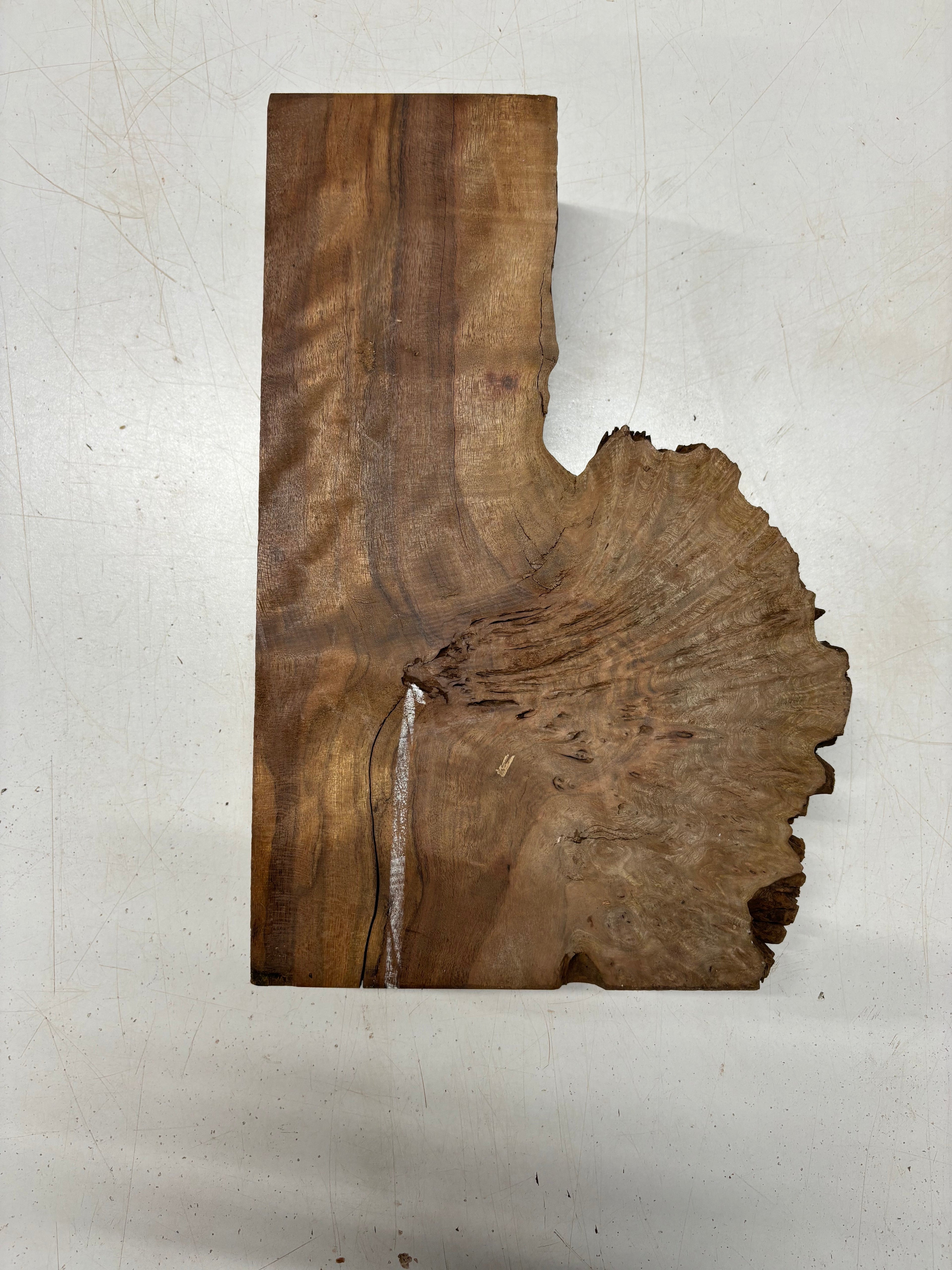 1 Piece, Chechen Bowl Blank  13" x 3-1/2" - 7-1/2" x 2-3/4" #5417